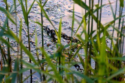 Dissimuler sa force_5839935060_l.jpg